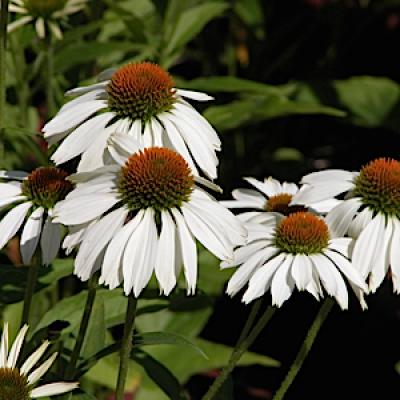 Echinacea p. 'White Swan' #1