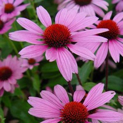 Echinacea p. 'Ruby Star' #1