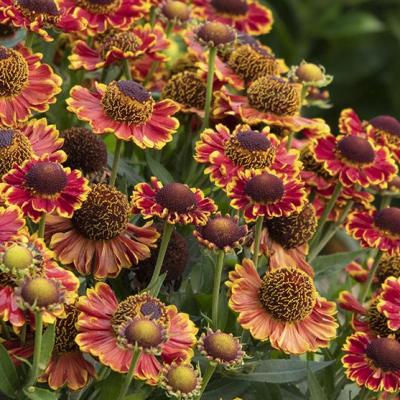 Helenium a. 'Mariachi Bandera' #1