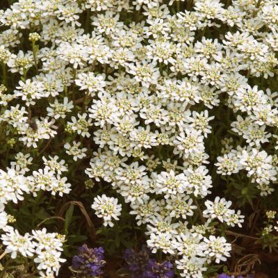 Iberis s. 'Alexander's White' #1