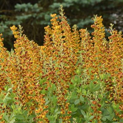 Baptisia x 'Honey Roasted' #1