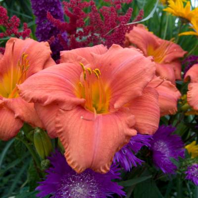 Hemerocallis 'South Seas' #1