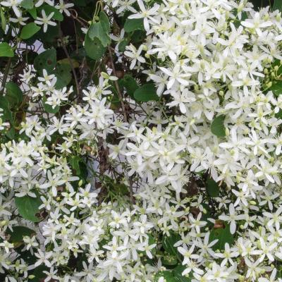 Clematis virginiana #1