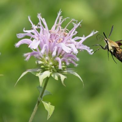 Monarda fistulosa #1