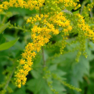 Solidago rugosa #1