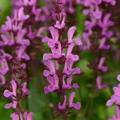 Salvia n. 'Rose Marvel' #1