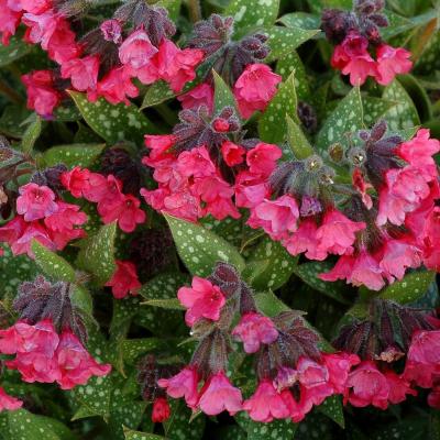 Pulmonaria x 'Shrimps on the Barbie' #1