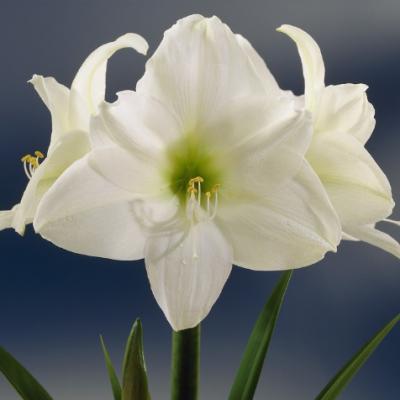Amaryllis 'Christmas Gift' 36+ cm