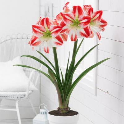 Amaryllis 'Spartacus' 36/38 cm