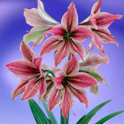 Amaryllis 'Exotic Star' 30/32 cm