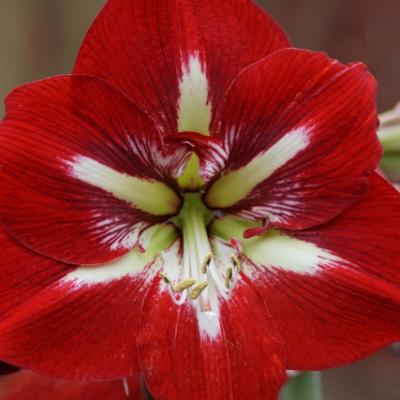 Amaryllis 'Barbados' 36+ cm