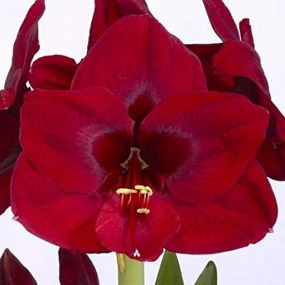 Amaryllis 'Carmen' 36/38 cm