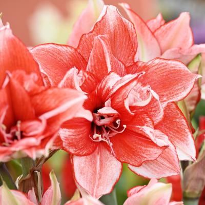 Amaryllis 'Flamed Amadeus' 34/36 cm