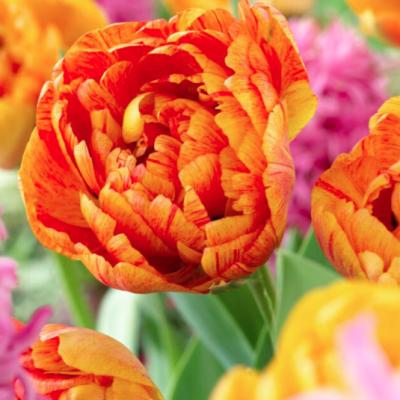 Tulipa Double Mid 'Sun Lover' 12+ cm