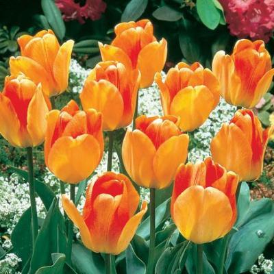 Tulipa Darwin Hybrid 'Daydream' 12+ cm