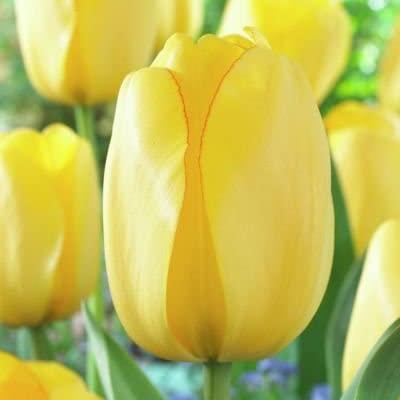 Tulipa Darwin Hybrid 'Golden Parade' 12+ cm