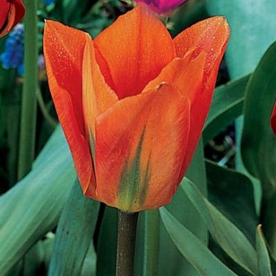 Tulipa Fosteriana 'Orange Emperor' 12+ cm