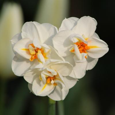 Narcissus Double 'Sir Winston Churchill' 8 bulbs/bag