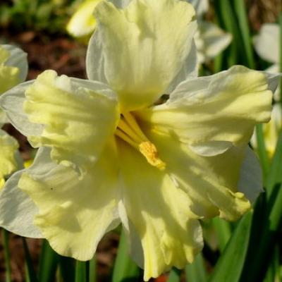 Narcissus Butterfly 'Cassata' 14/16 cm