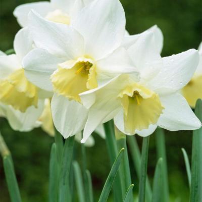 Narcissus 'Pueblo' 12/14 cm