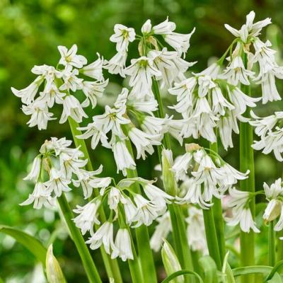 Allium Mini 'Triquetrum' 5+ cm