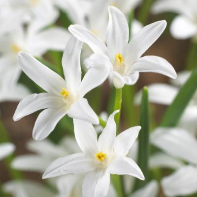 Chionodoxa luciliae 'Alba' 5+ cm