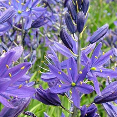 Camassia 'Esculenta' 6+ cm