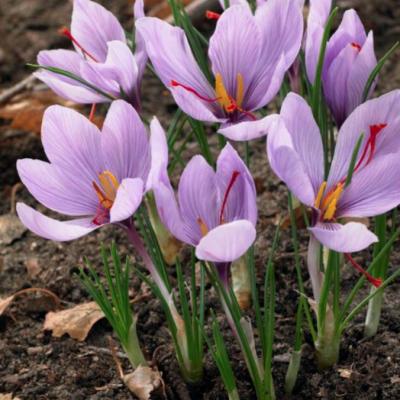 Crocus Small Flowering 'Sativus' 8/9 cm