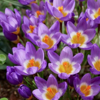 Crocus Small Flowering 'Tricolor' 6+ cm