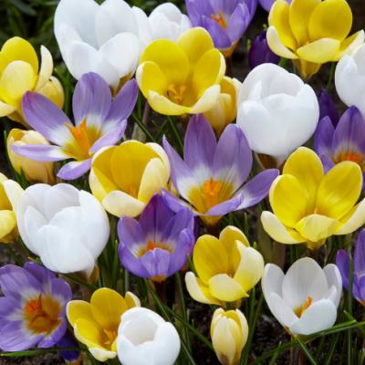 Crocus 'Botanical Mixture' 6+ cm