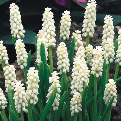 Muscari 'White Pearl' 7/8 cm