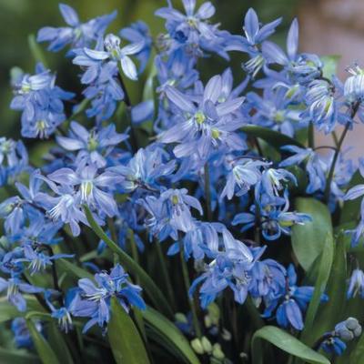Scilla siberica 8+ cm