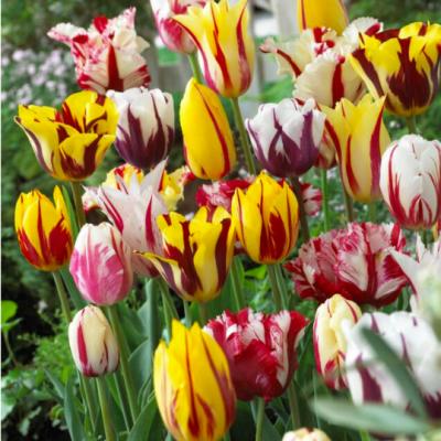 Tulipa Value Pack 'Rembrandt Mix' 12+ cm