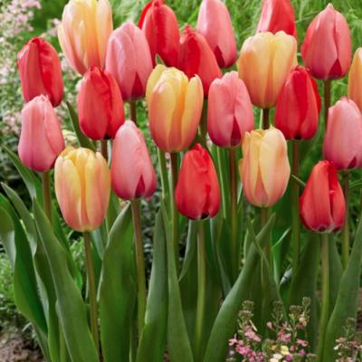 Tulipa Value Pack 'Impression Mixture' 12+ cm