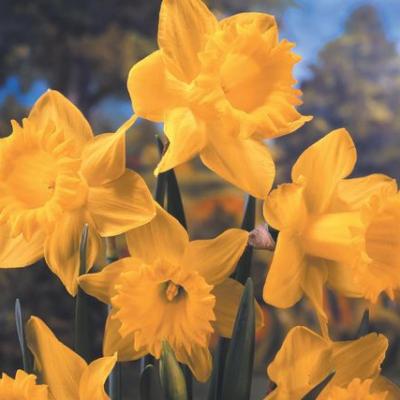 Narcissus Trumpet 'Dutch Master' (Bag/50) 12/14 cm