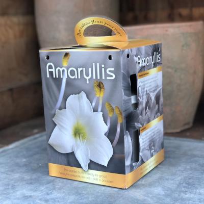 Amaryllis 'White' Gift Kit 26/28 cm