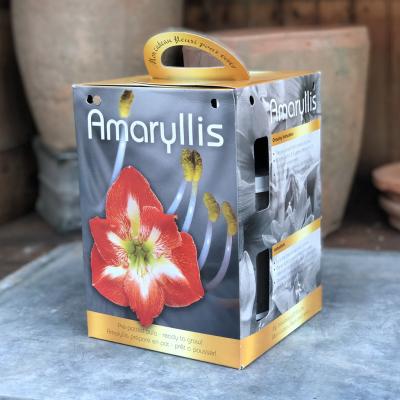 Amaryllis 'Red & White' Gift Kit 26/28 cm