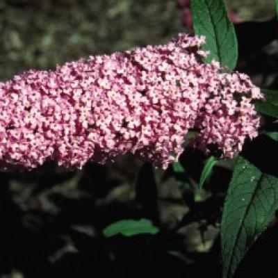Buddleia d. 'Pink Delight' #2