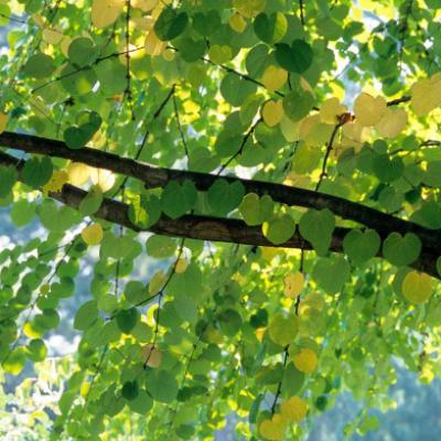 Cercidiphyllum japonicum #5