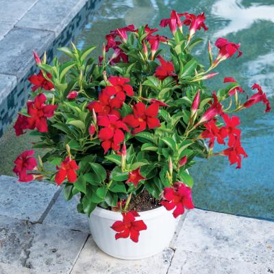 Mandevilla 'Sun Parasol Original Crimson' 4.5"