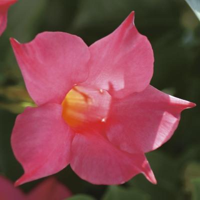 Mandevilla 'Sun Parasol Original Pink' 4.5"