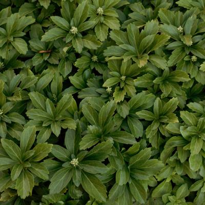 Pachysandra terminalis 3"