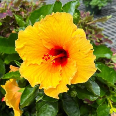 Hibiscus 'Island Wind' 10"