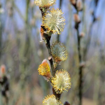 Salix discolor #2