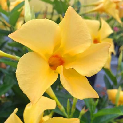 Mandevilla 'Sun Parasol Original Sunbeam' 12" HB