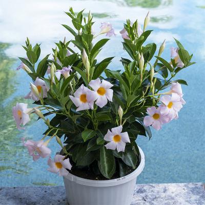 Dipladenia 'Sundenia White' 4.5"