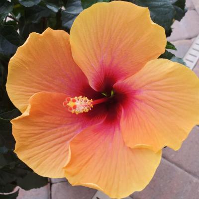 Hibiscus 'Lemon Swirl Wind' 10"