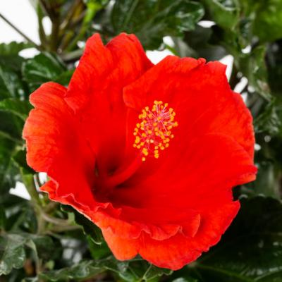 Hibiscus 'Cardinal Red Wind' 8" Braided Std