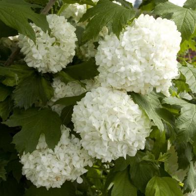 Viburnum op. 'Sterile' #2