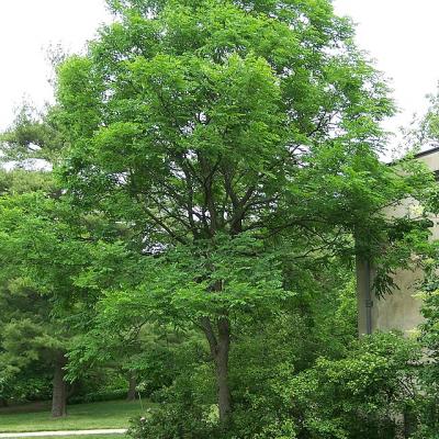 Gymnocladus dioicus 'Espresso' 2" B&B